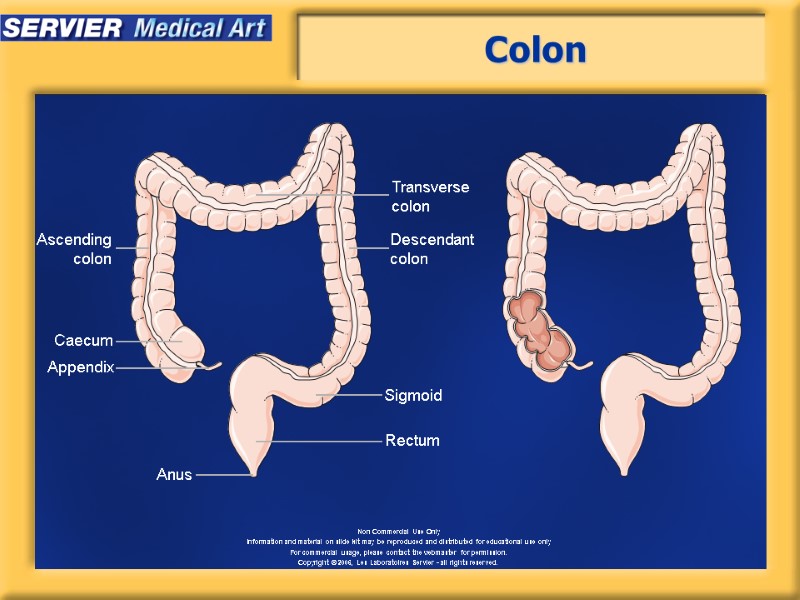 Colon Rectum Sigmoid Descendant colon Transverse colon Ascending colon Caecum Appendix Anus